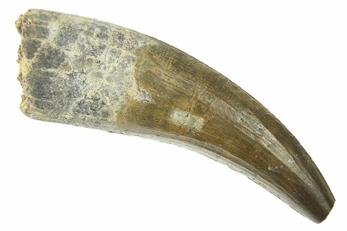 Spinosaurid Dinosaur (Suchomimus) Tooth - Niger #283919
